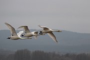Swans115