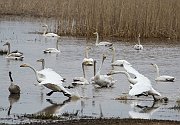 Swans118