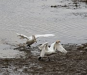Swans119